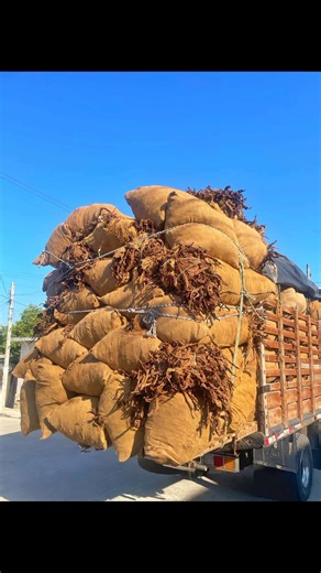 Nestor Ambrosio Maldonado Pajaro on Reels