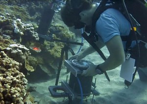 An Underwater Microscope Shows Marine Creatures Up Close in the Wild (Video)