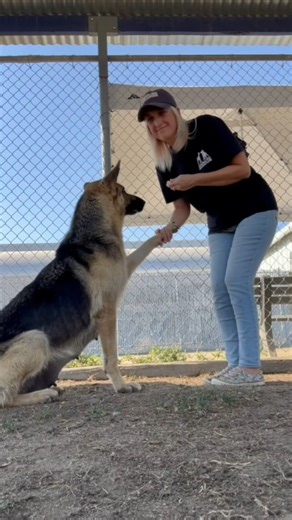 2K views · 102 reactions | 30 Day Dog with a Doggy Cold is bad news!...