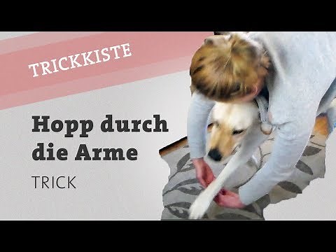 Hopp durch die Arme springen Hund Trick Hundetrick Hunde Beibringen Hundetraining video