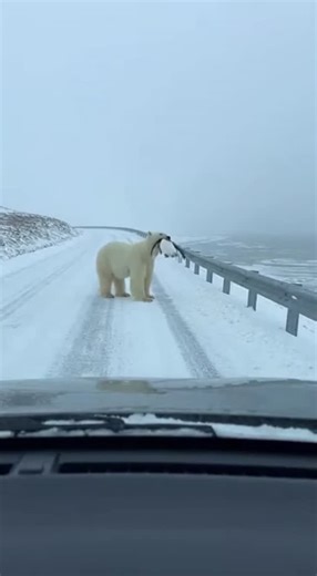 Promptopia AI on Instagram: "A dashcam captures the unbelievable moment when a massive polar bear crosses a snowy Arctic road with a whole penguin clamped in its jaws. The bear pauses mid-lane, glances at the camera, adjusts its grip, and vanishes into the fog."