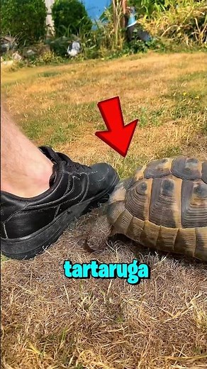 The turtle that attacks black shoes without thinking twice! 😱🐢