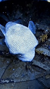 5.2K reactions · 410 shares | The porcupinefish has some of the...