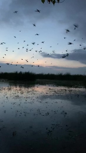 Texas Teal #waterfowl #waterfowlhunting #waterfowler #duckhunting #duckhunt #texaswaterfowl #texasduckhuting #texashunters #waterfowlhunter #fyp