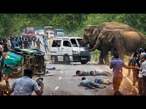 🚨Human–Elephant Conflict Escalates | Vehicles Attacked on Jungle Road😱🐘