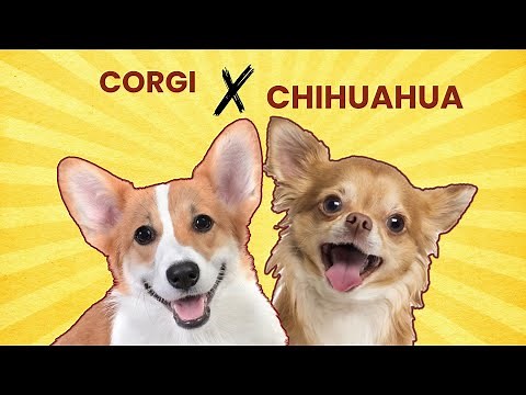 Corgi x Chihuahua Mix: Guide to This Adorable Hybrid!"