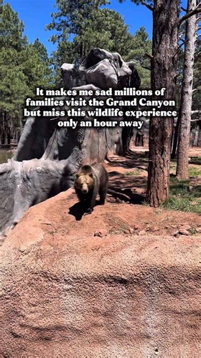 What to see in Williams Arizona