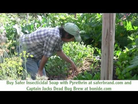 Getting Rid of Flea Beetles in the Garden Organically