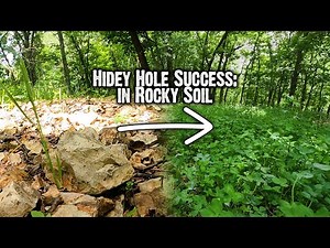 Clover Food Plot: Growing GREAT in this ROCKY Soil!