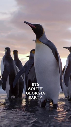 Behind the scenes of David Yarrow's 'The Breakfast Club' filmed in South Georgia, Antarctica. #davidyarrow #davidyarrowphotography #antarctica #penguins #fyp #wildlife #photography #wildlifephotography #beautifuldestinations #nature