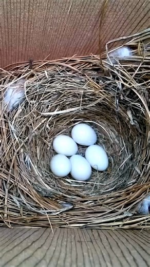 A Bluebird has laid five white eggs in Massachusetts 🐦🥚😲 #wildlife #birdwatching #nature #birdhouse #birds | Nest Box Live