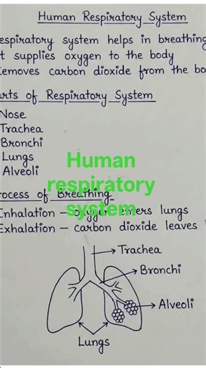 human _respiratory system