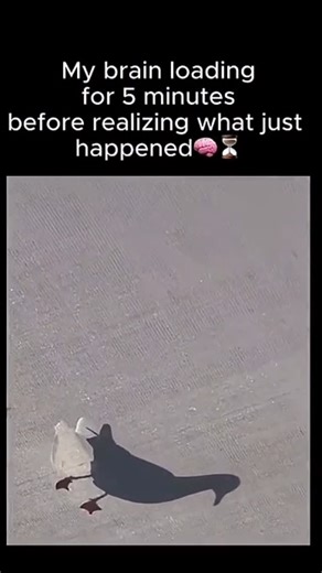 NYUncensored on Instagram: "New York, thank you for never letting us have a normal day. Today the MTA detained a man in a full duck costume. Yes — a duck costume. He was riding between subway cars, quacking at passengers, basically acting like a customer support agent on the brink of burnout. Cops stopped him fast, but TikTok already crowned him the unofficial mascot of subway chaos. And now — the perfect companion video: A duck walking on a grate, a phone light next to it, and a shadow that loo