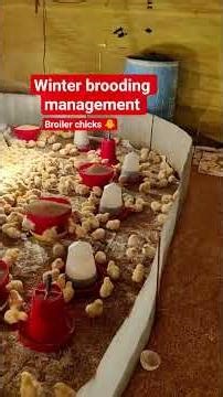 winter brooding broiler chicks 🐥 december month #poultryfarming #poultrymanagement