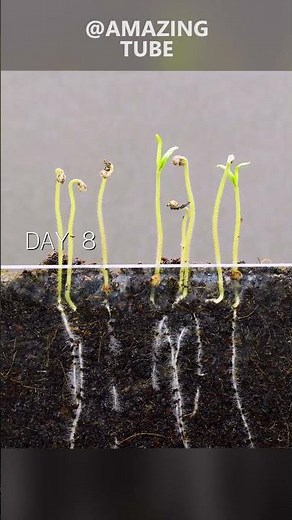 Growing tomato plants #timelapse #amazingtube