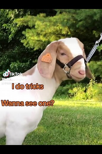 Twin Springs Farm on TikTok