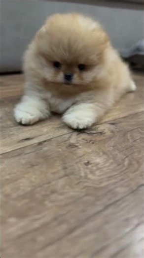 Tiny Pomeranian Puppy Playing Alone 🐶✨ #shorts