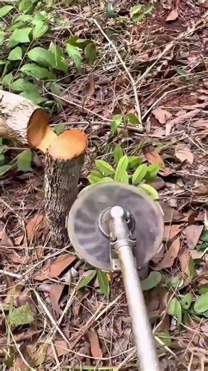 Cutting Through a Small Tree Trunk Using a High Speed Brush Cutter Blade #shorts