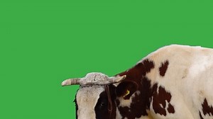 clip-1110584493-spotted-cow-close-on-green-screen