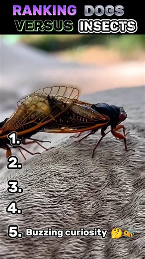 Top 5 Dogs Vs Insects 😂😂😂