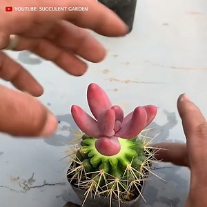 Useful tips for succulents 🪴 | Succulents