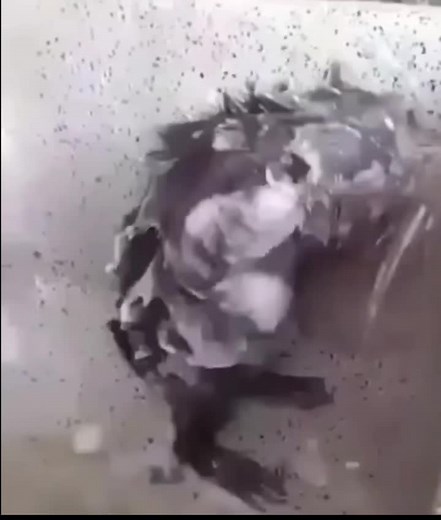 Funny Rat Showering Meme Compilation