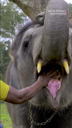 Bond Between Man and Animal #TheElephantWhisperers