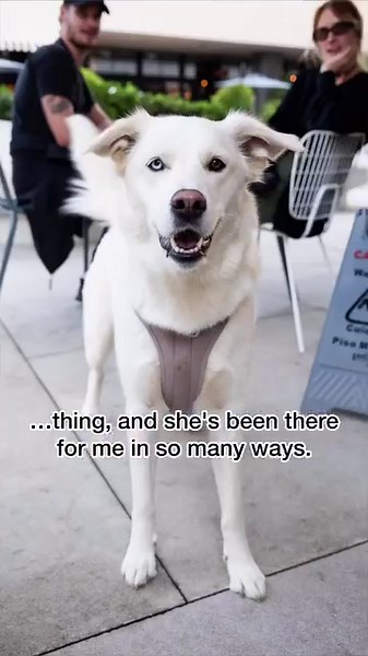 283K views · 10K reactions | Iris, Siberian Husky/Golden Retriever...