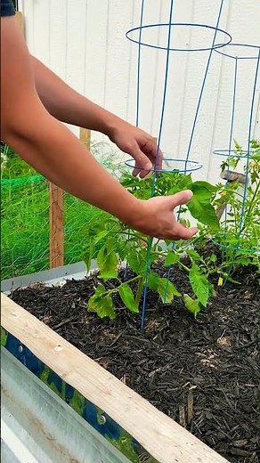 How to place a tomato cage #gardening #tomato