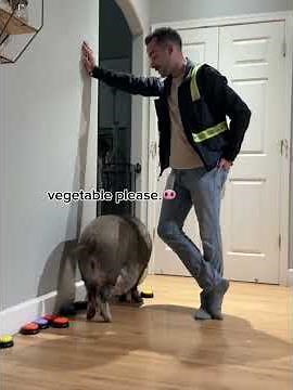 Merlin The Pig-I’ve had a lot of progress with my button communication over the past few months…