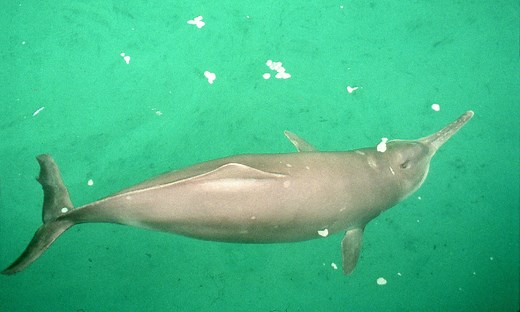 The Extinct River Dolphin: Discover the Story of the Baiji
