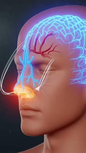 What Really Causes Headaches 🤯 | Inside The Human Body #insidethehumanbody #anatomy #brain #headache