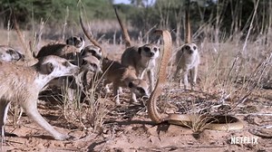 Absurd Planet (TV Series 2020)