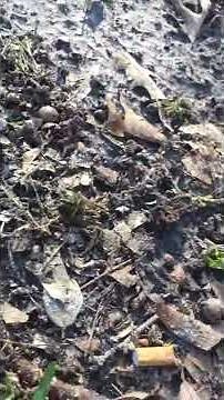 Nick jr face loves springtime