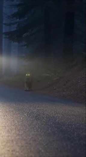 Predator Origin in USA Forest: Realistic Night Road Encounter