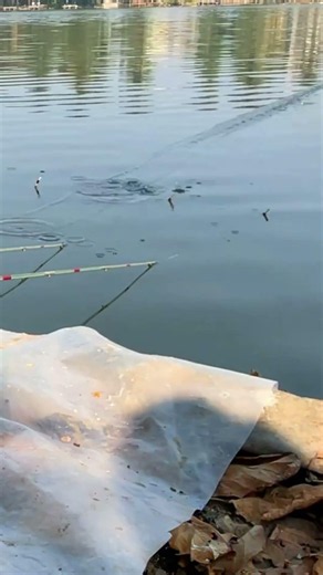 C C R #fishingvideo #fish