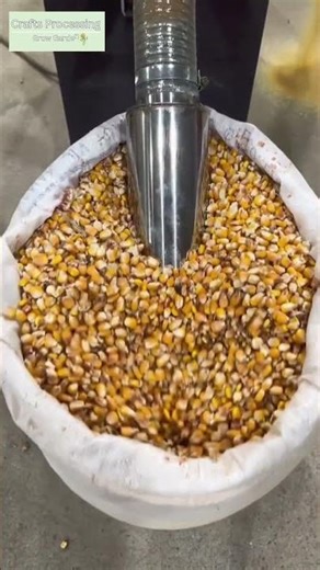 Practical Efficiently processing whole corn into fine feed with a cyclone hammer mill