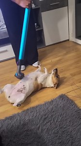 4M views · 27K reactions | A lovely dog ❤️ #pet #cat #dog #cute #animals #foryou #typ | Circhiola | Facebook