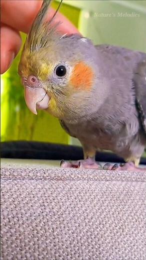 Cockatiel Calling Sound | Cocktail Sound#cockatiel