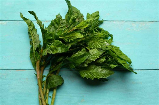 Para qué sirve el epazote: aprovecha sus beneficios e incorpóralo a tu dieta