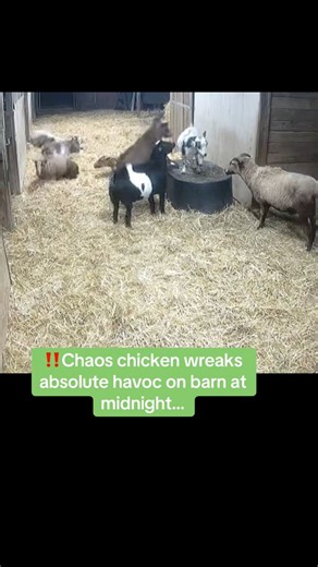 2.3M views · 29K reactions | Move over Danger chicken! Chaos chicken is on the move #livestockguardiandog #anatolianshepherddog #farm #chickens | Raventree Ranch | Facebook