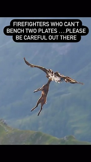 “First time hitting 225 in a very long time. Loving this program a ton” - Andrew P. 🔥 FD BUILD Member All jokes aside, if strength and size is your goal, check out FD Build where PR’s are made every single day. #firefighterfurnace #firefighterfitness #firefiaghterlife #thinredline #firedepartment #firefighterworkout #firefit #firefightermotivation #fireacademy #CPAT | Firefighter Furnace