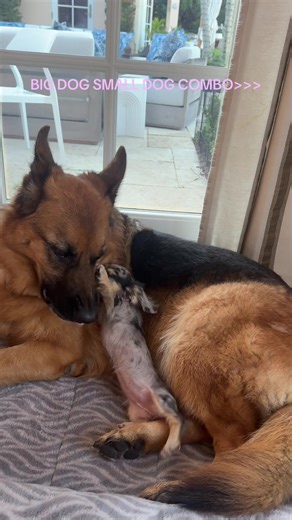 Dog Dynamics: Exploring Big Dog and Small Dog Interactions