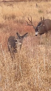 🦌 Throwback to the Mule Deer Rut! Just the other day, I spotted a buck with a swollen neck—a sign rut season is approaching. In Colorado, the Muley rut runs from mid-October to early December. Happy Friday, friends! #deer #buck #muledeer #muleyfreak #deerseason #colorado #rut #natgeo #reelsfacebook #fbreelsfypシ゚ #wildlife #wildlifephotography #fyp #foryoupageシ #foryoupagereels | Colorado Wild Photography