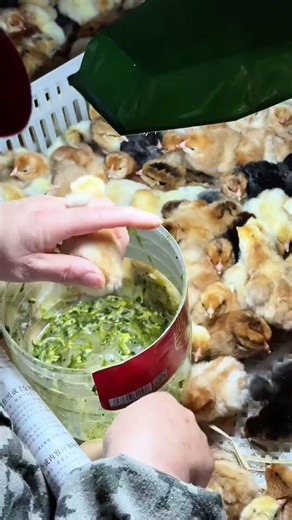 Why Do They Squeeze Baby Chicks? The Science of Sexing 🐥