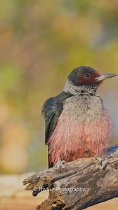 13K views · 3K reactions | Lewis's Woodpecker is an interesting bird...