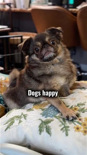 Feeding My Dogs From My Phone! 😳 | Petlibro Smart Camera Feeder 🐾