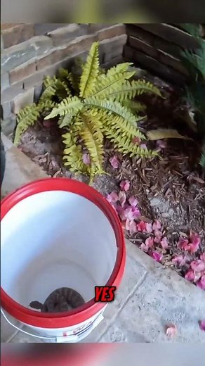 Speckled Rattlesnake at a Home