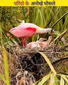 Birds amazing nests😱 #youtubeshorts #facts #amazingfacts#birds #wildlifewonders#viralvideo #animals