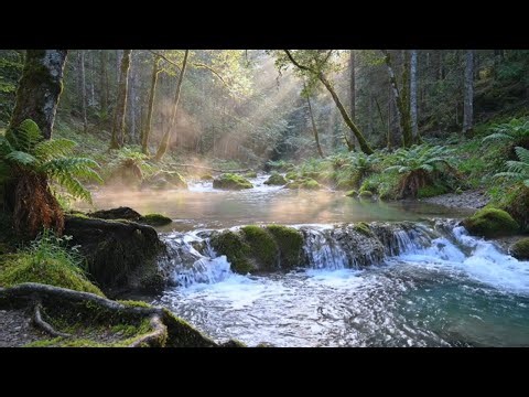 Serene Forest River with Birds Chirping | Soft sounds of nature for Bedtime Atmosphere and Relaxing